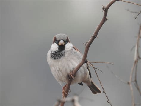 The Role of the 150 Million Magical Sparrows in Ancient Rituals and Ceremonies
